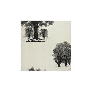 Papel de parede -Enchantment-Fundo-branco-árvores-pretas, cód : 121805