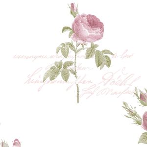 Rose Garden 2 CG28820  Papel de parede lFundo branco  com flores rosas   grandes